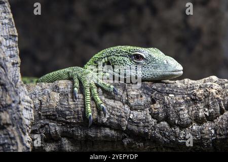 Moniteur d'arbres de Reisinger (Varanus reisingeri), captif, Allemagne, Europe Banque D'Images