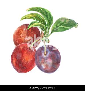 Prunes branche avec feuilles illustration d'aquarelle dessinée à la main. Collection de fruits doux et mûrs d'été. Les fruits, le feuillage sont peints à la lumière Banque D'Images