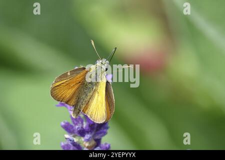 Grand skipper (Ochlodes venatus), ramassant le nectar d'une fleur de lavande commune (Lavandula angustifolia), gros plan, macro photographie, Wilnsdorf, Banque D'Images