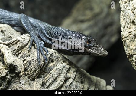Moniteur d'arbre noir (Varanus beccarii), captif, Allemagne, Europe Banque D'Images