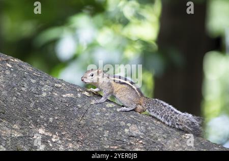 Chipmunk ou Chipmunk (Tamias) sur un tronc d'arbre, jardins botaniques royaux, Kandy, Province centrale, Sri Lanka, Asie Banque D'Images