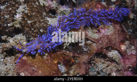 Photo sous-marine de fil escargot bleu dragon (Pteraeolidia semperi) nudibranche carnivore nudibranche, Pacifique, Indo-Pacifique, Koh Lanta, Thaïlande, ASI Banque D'Images