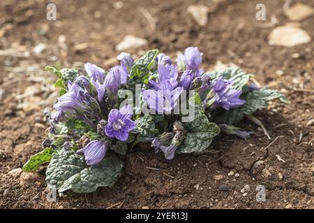 Racine de Mandrake (Mandragora officinarum), Sicile, Italie, Europe Banque D'Images