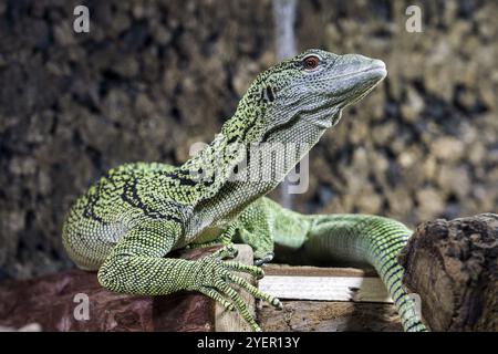 Moniteur d'arbres de Reisinger (Varanus reisingeri), captif, Allemagne, Europe Banque D'Images