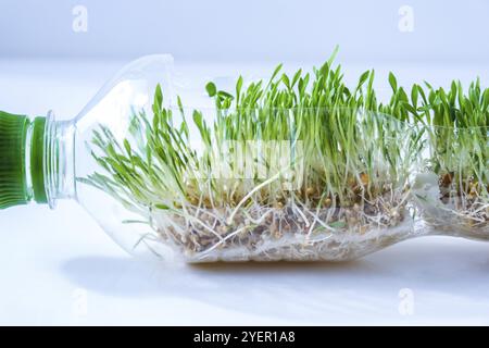 Jeunes plantes vertes en bouteille plastique. Écologie et conversation environnementale. Concept du jour de la Terre. Pollution mondiale de la planète. Semis. Durable Banque D'Images