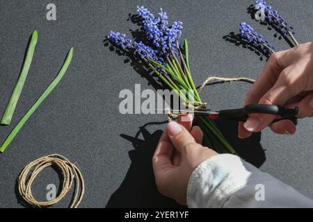 Les mains des femmes collectent un bouquet de muscari bleu en cadeau. Élagage de fleurs. Fleuriste en fleuriste. Style écologique. Fleuriste au travail. Femme faisant bo Banque D'Images