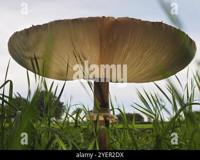 Champignon Parasol (Macrolepiota procera), fond flou, Rhénanie du Nord-Westphalie, Allemagne, Europe Banque D'Images