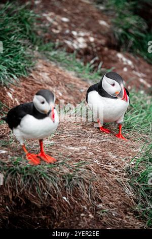 Les macareux en Islande Banque D'Images