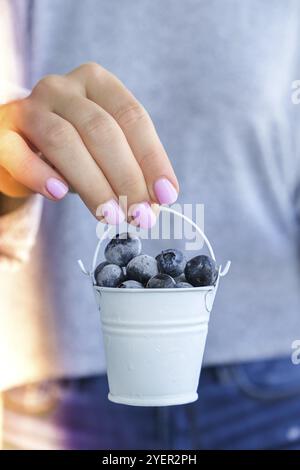 Femme tenant un seau en métal avec des bleuets congelés. Concept de récolte. Les mains des femmes collectent les baies. Concept de saine alimentation. Faire le plein de berr Banque D'Images