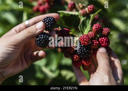 Mise au point sélective et gros plan de mains tenant des mûres noires mûres et rouges non mûres sur le buisson. contre les plantes feuilles en arrière-plan Banque D'Images