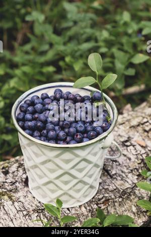 Gros plan de bleuets dans un seau blanc dans la forêt avec des feuilles vertes. Country Life jardinage respectueux de l'environnement vivant baies récoltées, processus de coll Banque D'Images