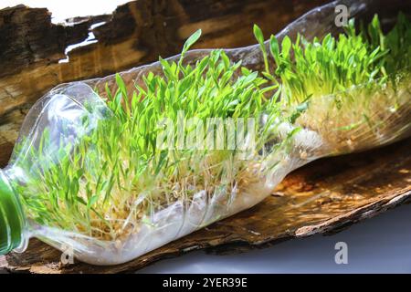 Jeunes plantes vertes en bouteille plastique sur écorce d'arbre. Écologie et conversation environnementale. Concept du jour de la Terre. Pollution mondiale de la planète. Semis Banque D'Images