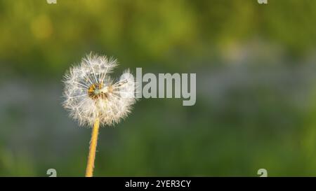 Les pissenlits s'épanouissent au coucher du soleil. La douce ampoule pissenlit est balayée par le vent du matin qui souffle sur la campagne ensoleillée. Pissenlits blancs à champ doux Banque D'Images
