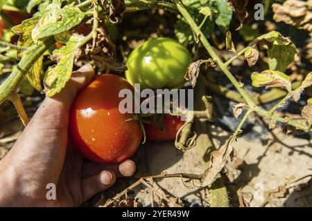 Gros plan d'une main cueillant des tomates rouges mûres biologiques et fraîches cultivées en plein champ, tomates vertes non mûres et feuilles de plantes en arrière-plan Banque D'Images