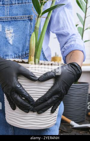 Mains en forme de coeur Gardener femme tenant pot plantes d'intérieur Zamioculcas concept de plantes de soin et de maison de jardin. Arbre d'argent de plantation de printemps Banque D'Images