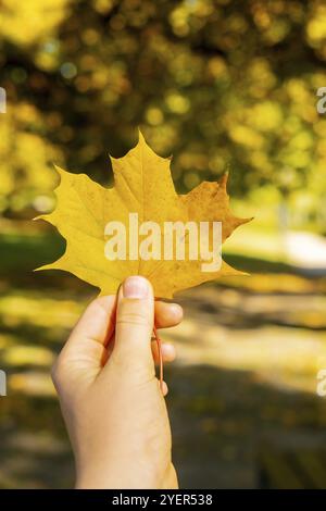 Femme tenant la feuille jaune d'érable d'automne à côté de la nature d'automne. Unir avec la nature cottagecore Mindfulness et se détendre, être conscient, bien-être, moi Banque D'Images