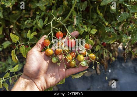 Un groupe de tomates cerises mûres, mûres et non mûres héritées à portée de main en vue rapprochée et mise au point sélective sur fond de plant de tomate vigne Banque D'Images