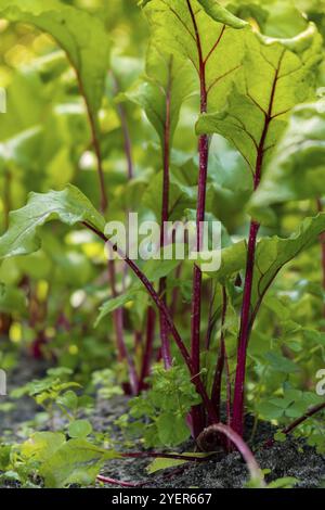 Gros plan sur Red Beet. Plante de betterave dans le champ. Concept de jardinage agricole dans la vie rurale. Végétalisme produit alimentaire végétal saisonnier Banque D'Images