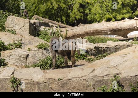 Singe capucin adulte assis sur Rock mâcher des fruits et marcher loin. Singe reposant sur le rocher, mangeant dans la nature sauvage et marchant loin du zoo de la faune Banque D'Images