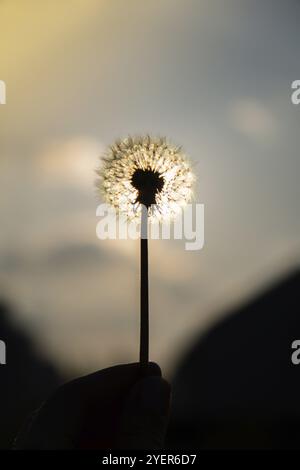 Main femelle tenant Dandelion fleuri au coucher du soleil. La douce ampoule pissenlit est balayée par le vent du matin qui souffle sur la campagne ensoleillée. Blanc moelleux Banque D'Images