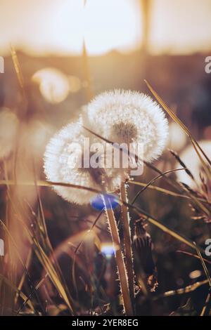 Les pissenlits s'épanouissent au coucher du soleil. La douce ampoule pissenlit est balayée par le vent du matin qui souffle sur la campagne ensoleillée. Pissenlits blancs à champ doux Banque D'Images