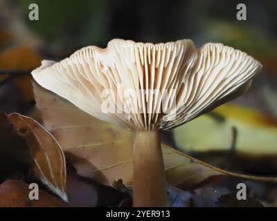 Champignon Lactarius rufus (Lactarius rufus, fond flou, Rhénanie du Nord-Westphalie, Allemagne, Europe Banque D'Images