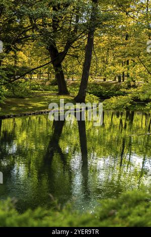 Magnifique lac d'automne et forêt. La nature en automne. Réflexion des arbres dans l'eau. Arrière-plan naturel abstrait. Silhouettes floues de nombreux arbres verts Banque D'Images