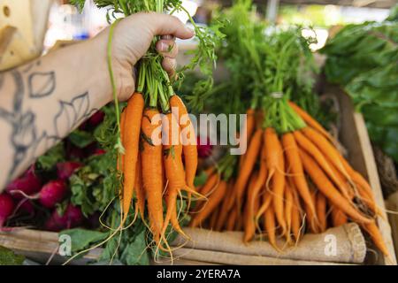 Première personne en tant que client achète des carottes biologiques produits localement à un stand lors d'une foire de rue avec copie espace sur la droite Banque D'Images