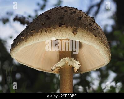 Champignon Parasol (Macrolepiota procera), fond flou, Rhénanie du Nord-Westphalie, Allemagne, Europe Banque D'Images