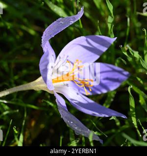 Fleurs violettes / bleues et étamines oranges de crocus d'automne, crocus speciosus, dans le jardin britannique octobre Banque D'Images