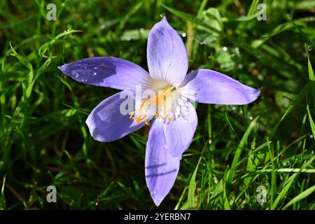 Fleurs violettes / bleues et étamines oranges de crocus d'automne, crocus speciosus, dans le jardin britannique octobre Banque D'Images