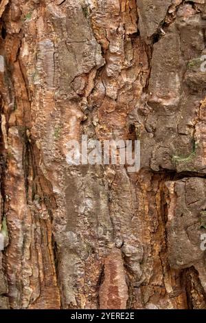 Écorce naturelle d'un arbre en gros plan Banque D'Images
