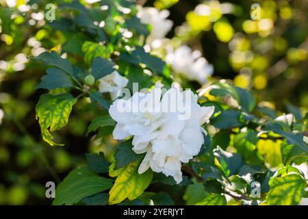 Une fleur blanche d'hibiscus syriacus plante, communément connue sous le nom de rose coréenne, rose de Sharon, kacia syrien, arbuste althea ou mouchelier rose, dans un jardin à Banque D'Images