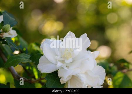 Une fleur blanche d'hibiscus syriacus plante, communément connue sous le nom de rose coréenne, rose de Sharon, kacia syrien, arbuste althea ou mouchelier rose, dans un jardin à Banque D'Images