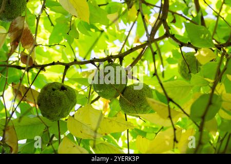 Maclura pomifera fruit ou Adam pomme poussant sur l'arbre. Famille de mûres (Moraceae) employé dans la médecine alternative articulations sciatique.osage orange, cheval appl Banque D'Images