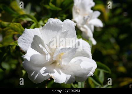 Une fleur blanche d'hibiscus syriacus plante, communément connue sous le nom de rose coréenne, rose de Sharon, kacia syrien, arbuste althea ou mouchelier rose, dans un jardin à Banque D'Images