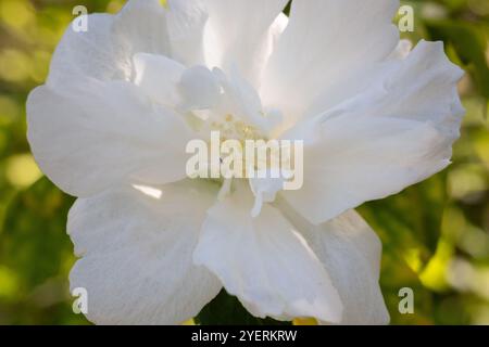 Une fleur blanche d'hibiscus syriacus plante, communément connue sous le nom de rose coréenne, rose de Sharon, kacia syrien, arbuste althea ou mouchelier rose, dans un jardin à Banque D'Images