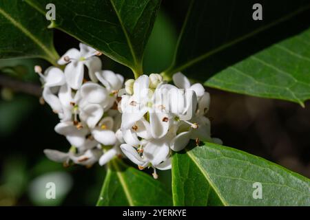 Osmanthus fragrans. Petites fleurs blanches sur une branche dans le jardin. Le parfum des fleurs d'osmanthus est utilisé en parfumerie. Banque D'Images