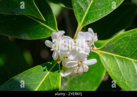 Osmanthus fragrans. Petites fleurs blanches sur une branche dans le jardin. Le parfum des fleurs d'osmanthus est utilisé en parfumerie. Banque D'Images