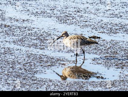 Coursier eurasien, Numenius arquata sur le Firth of Forth à Grangemouth, Écosse, Royaume-Uni. Banque D'Images