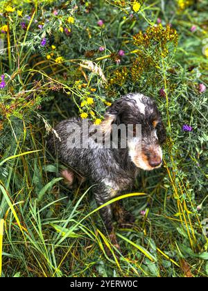 Chien de chasse sur le chien de prairie dans le champ Banque D'Images