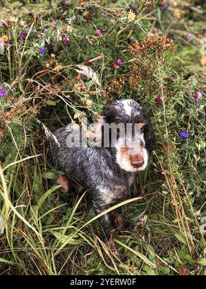 Chien de chasse sur le chien de prairie dans le champ Banque D'Images