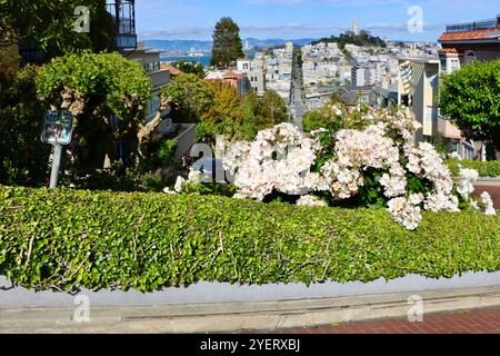 Connu comme la rue la plus tordue dans la section du monde de Lombard Street avec huit virages en épingle à cheveux d'une voiture descendant San Francisco Californie USA Banque D'Images