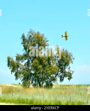 Avion biplan agricole jaune volant à basse inclinaison au-dessus de champs probablement un Grumman G-164 AG Cat avec un arbre au premier plan Oregon USA Banque D'Images