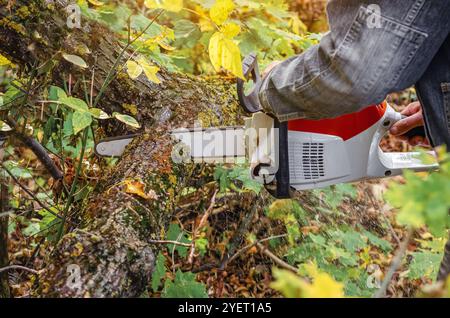 Vue latérale de la main de l'homme dans la veste denim coupe arbre avec tronçonneuse. Photo de coupe de forêt d'automne Banque D'Images