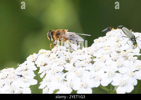 Gros plan mouche effilée, Eristalis pertinax, buvant sur la fleur d'Achillea millefolium, avec le coléoptère à cuisse gonflée ou, Oedemera nobilis, Banque D'Images