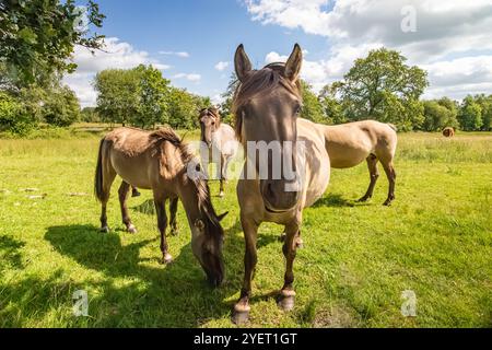 Un troupeau de curieux chevaux Konik dans une prairie verte fraîche sur l'Eexterveld dans la province néerlandaise de Drenthe pendant une chaude journée ensoleillée et dans le backgroun Banque D'Images