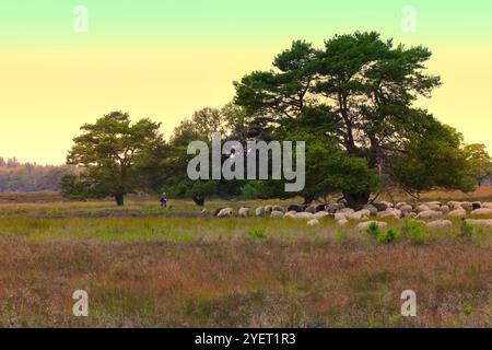 Paysage Doldersummerveld dans le Drents-Friese Wold avec un troupeau de rares moutons de bruyère Schoonebeker pâturant et couché sous les arbres et un berger de th Banque D'Images