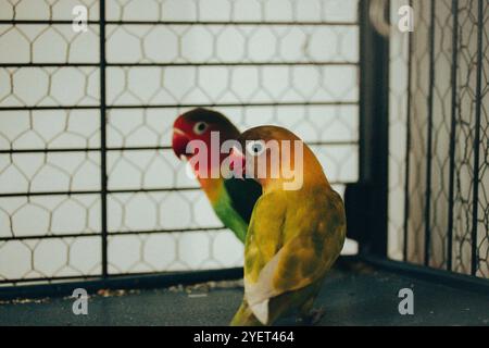 Deux petits tourtereaux ensemble dans une cage. Oiseaux jaunes et verts amoureux. Nerosier Agapornis perroquets. Observation des oiseaux, soins des animaux au zoo. Famille aviaire Banque D'Images