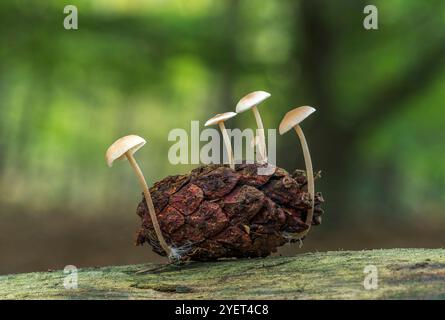 Conifercone Cap Fungus, Baeospora myosura, Felbrigg, Norfolk, Royaume-Uni, 26 octobre 2024 Banque D'Images